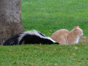 skunk and cat